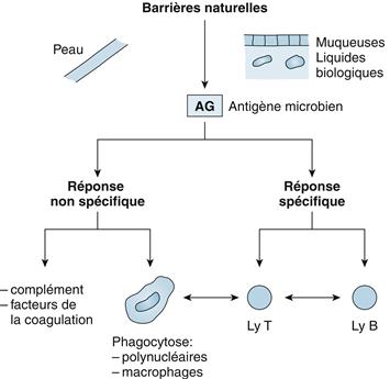 Processus inflammatoires et infectieux