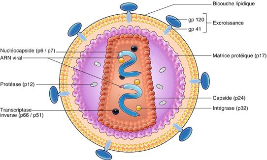 Processus inflammatoires et infectieux